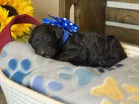 AKC- Navy- Black Male, a male Poodle - Standard  for sale in Sierra Vista, AZ – Photo 9 of 10