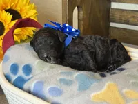 AKC- Navy- Black Male, a male Poodle - Standard  for sale in Sierra Vista, AZ – Photo 2 of 10