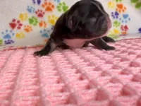 Tiana, a female French Bulldog for sale in Sierra Vista, AZ – 6 of 8