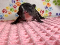 Tiana, a female French Bulldog for sale in Sierra Vista, AZ – 2 of 8