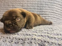 Naveen, a male French Bulldog for sale in Sierra Vista, AZ – 7 of 9