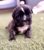 AKC-Tiana, a female French Bulldog for sale in Sierra Vista, AZ – 1 of 8