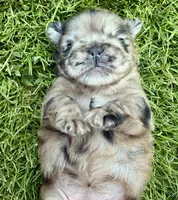 AKC- Moana, a female French Bulldog for sale in Sierra Vista, AZ – 2 of 10