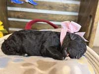 AKC- Peach- Black- Female, a female Poodle - Standard  for sale in Sierra Vista, AZ – Photo 6 of 9
