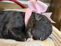 AKC- Peach- Black- Female, a female Poodle - Standard  for sale in Sierra Vista, AZ – Photo 9 of 9