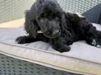 AKC- Peach- Black- Female, a female Poodle - Standard  for sale in Sierra Vista, AZ – Photo 4 of 9