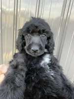 AKC- Peach- Black- Female, a female Poodle - Standard  for sale in Sierra Vista, AZ – Photo 3 of 9