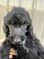 AKC- Peach- Black- Female, a female Poodle - Standard  for sale in Sierra Vista, AZ – Photo 2 of 9