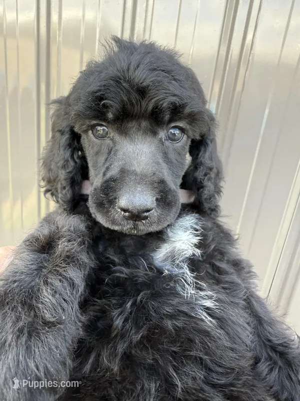 AKC- Peach- Black- Female