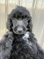 AKC- Peach- Black- Female, a female Poodle - Standard  for sale in Sierra Vista, AZ – Photo 1 of 9