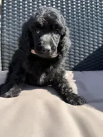 AKC- Peach- Black- Female, a female Poodle - Standard  for sale in Sierra Vista, AZ – Photo 5 of 9