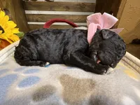 AKC- Peach- Black- Female, a female Poodle - Standard  for sale in Sierra Vista, AZ – Photo 8 of 9
