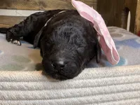 AKC- Peach- Black- Female, a female Poodle - Standard  for sale in Sierra Vista, AZ – Photo 7 of 9