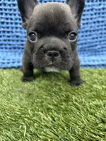 AKC- Naveen, a male French Bulldog for sale in Sierra Vista, AZ – 2 of 10