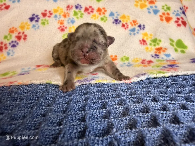 Flynn – French Bulldog puppy for sale in Sierra Vista, AZ