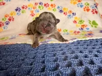 Flynn, a male French Bulldog for sale in Sierra Vista, AZ – 1 of 6
