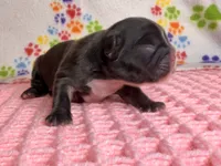 Tiana, a female French Bulldog for sale in Sierra Vista, AZ – 4 of 8