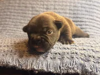 Naveen, a male French Bulldog for sale in Sierra Vista, AZ – 9 of 9