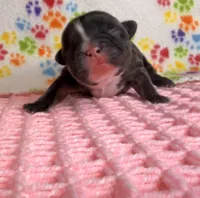 Tiana, a female French Bulldog for sale in Sierra Vista, AZ – 1 of 8