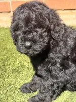 AKC MALE, a male Poodle - Standard  for sale in Sierra Vista, AZ – Photo 2 of 9