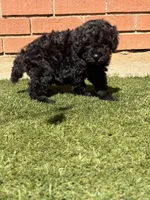 AKC MALE, a male Poodle - Standard  for sale in Sierra Vista, AZ – Photo 5 of 9