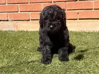 AKC MALE, a male Poodle - Standard  for sale in Sierra Vista, AZ – Photo 6 of 9