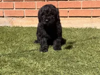 AKC MALE, a male Poodle - Standard  for sale in Sierra Vista, AZ – Photo 8 of 9