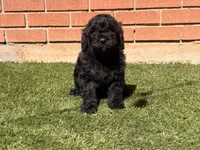 AKC MALE, a male Poodle - Standard  for sale in Sierra Vista, AZ – Photo 7 of 9
