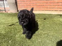 AKC MALE, a male Poodle - Standard  for sale in Sierra Vista, AZ – Photo 9 of 9