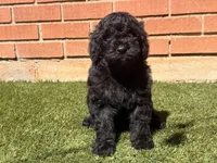 AKC MALE, a male Poodle - Standard  for sale in Sierra Vista, AZ – Photo 3 of 9