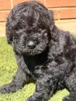 AKC MALE, a male Poodle - Standard  for sale in Sierra Vista, AZ – Photo 1 of 9