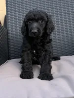 AKC- Brownie- black male, a male Poodle - Standard  for sale in Sierra Vista, AZ – Photo 2 of 10