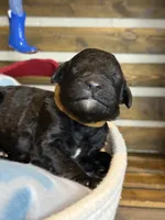 AKC- Brownie- black male, a male Poodle - Standard  for sale in Sierra Vista, AZ – Photo 8 of 10