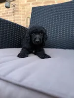 AKC- Brownie- black male, a male Poodle - Standard  for sale in Sierra Vista, AZ – Photo 4 of 10