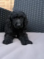 AKC- Brownie- black male, a male Poodle - Standard  for sale in Sierra Vista, AZ – Photo 6 of 10