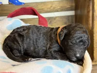 AKC- Brownie- black male, a male Poodle - Standard  for sale in Sierra Vista, AZ – Photo 9 of 10