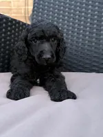 AKC- Brownie- black male, a male Poodle - Standard  for sale in Sierra Vista, AZ – Photo 5 of 10