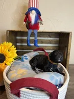 AKC- Brownie- black male, a male Poodle - Standard  for sale in Sierra Vista, AZ – Photo 10 of 10