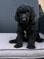 AKC- Brownie- black male, a male Poodle - Standard  for sale in Sierra Vista, AZ – Photo 1 of 10