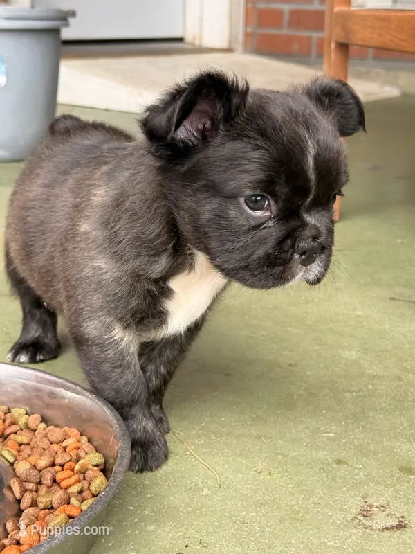 Ready Now! AKC-Tiana – French Bulldog puppy for sale in Sierra Vista, AZ