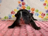 Tiana, a female French Bulldog for sale in Sierra Vista, AZ – 8 of 8