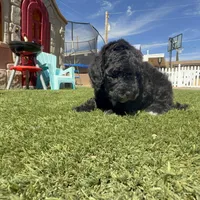 Ready now! AKC FEMALE, a female Poodle - Standard  for sale in Sierra Vista, AZ – Photo 4 of 7