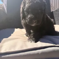 Ready now! AKC FEMALE, a female Poodle - Standard  for sale in Sierra Vista, AZ – Photo 5 of 7