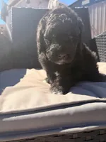 AKC FEMALE, a female Poodle - Standard  for sale in Sierra Vista, AZ – Photo 4 of 6