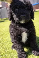Ready now! AKC FEMALE, a female Poodle - Standard  for sale in Sierra Vista, AZ – Photo 1 of 7