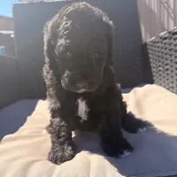 Ready now! AKC FEMALE, a female Poodle - Standard  for sale in Sierra Vista, AZ – Photo 2 of 7