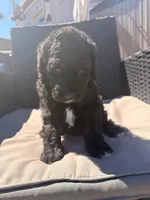 AKC FEMALE, a female Poodle - Standard  for sale in Sierra Vista, AZ – Photo 2 of 6