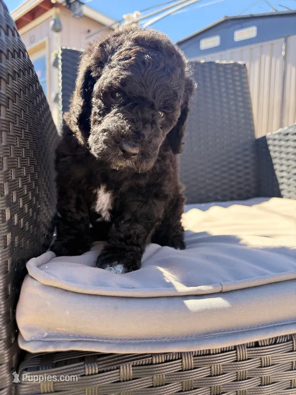 AKC FEMALE, a female Poodle - Standard  for sale in Sierra Vista, AZ – Photo 1 of 6