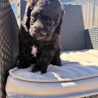 Ready now! AKC FEMALE, a female Poodle - Standard  for sale in Sierra Vista, AZ – Photo 3 of 7