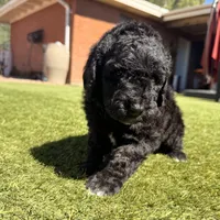 Ready now! AKC FEMALE, a female Poodle - Standard  for sale in Sierra Vista, AZ – Photo 7 of 7